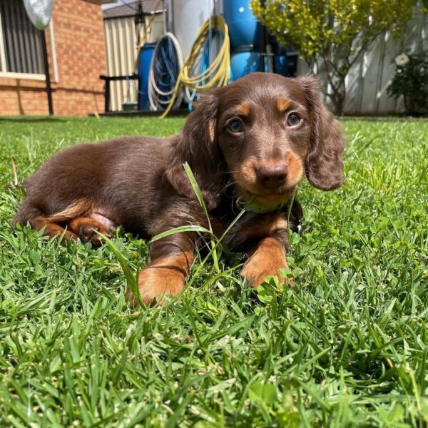 miniature dachshund puppies for adoption near me