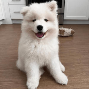 samoyed for adoption near me