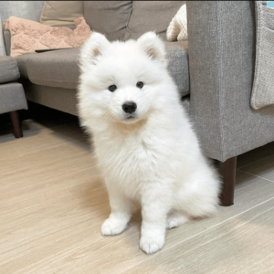 samoyed puppies for adoption near me