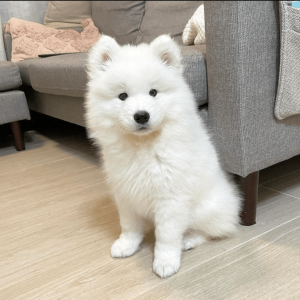 samoyed puppies for adoption near me