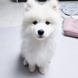 samoyed puppies for adoption near me