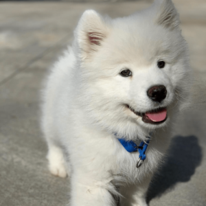 adopt a samoyed puppy near me