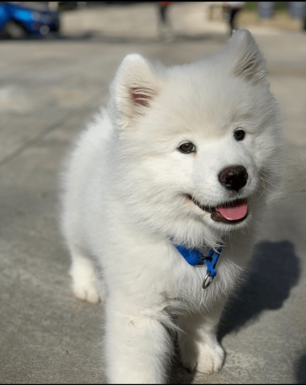 adopt a samoyed puppy near me