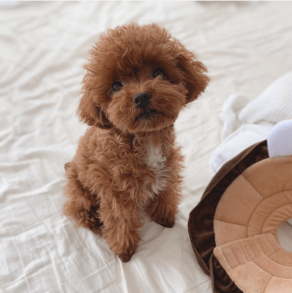 toy poodle adoption near me