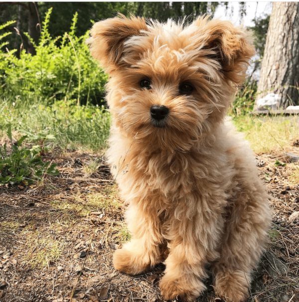 poodle puppies for adoption near me