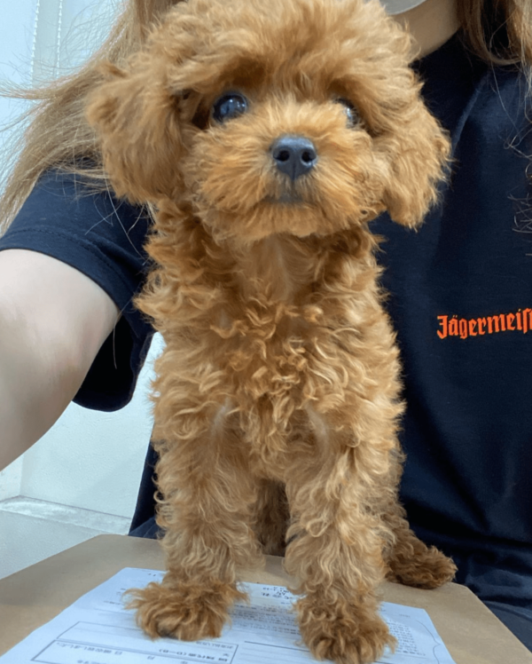 toy poodles for adoption near me