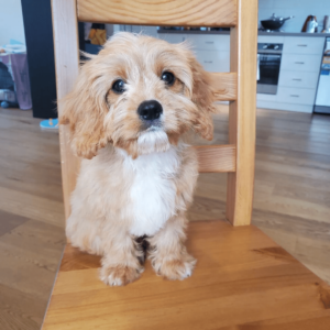 goldendoodle puppies for adoption near me