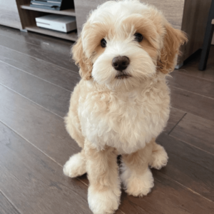 goldendoodle puppies for adoption and rehoming