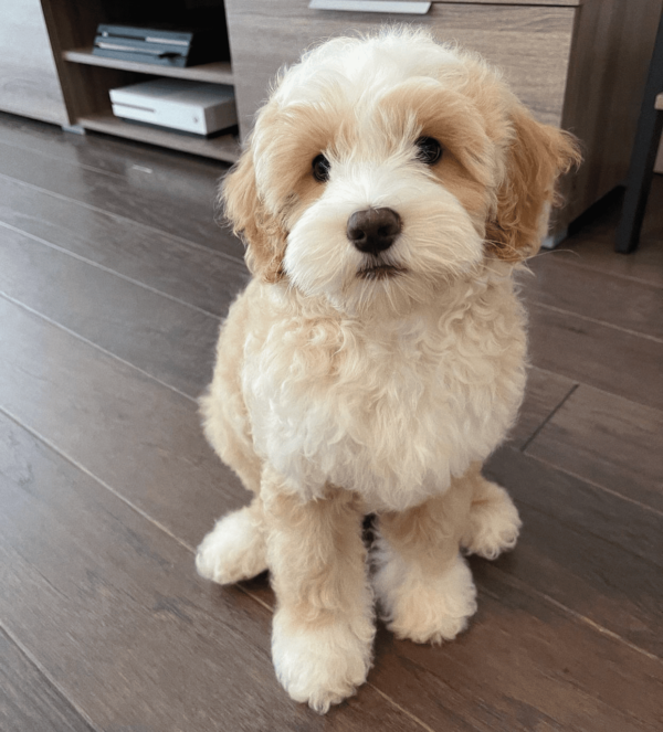 goldendoodle puppies for adoption and rehoming