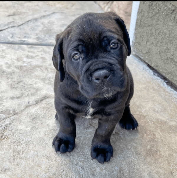 cane corso puppies for adoption