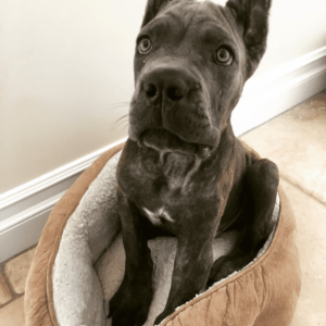 cane corso for adoption