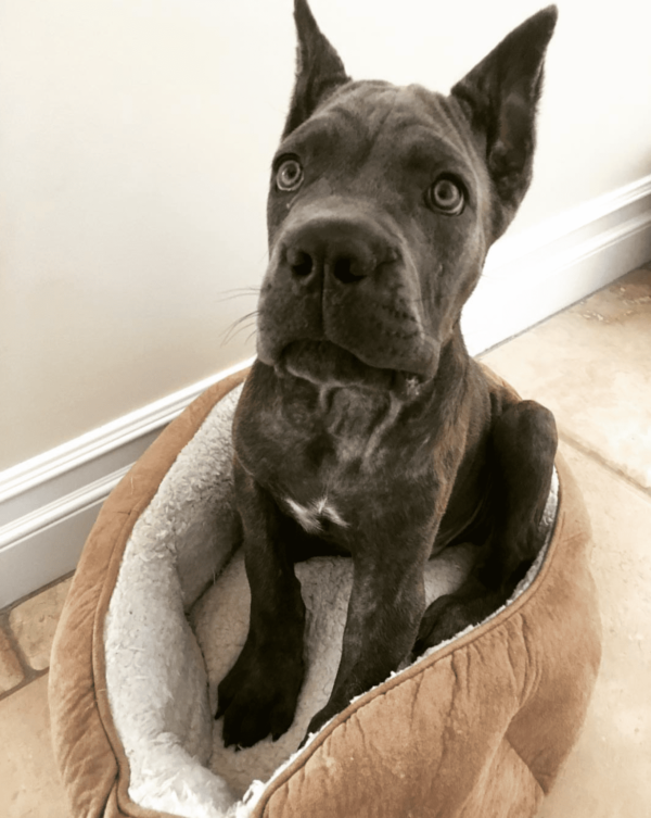 cane corso for adoption