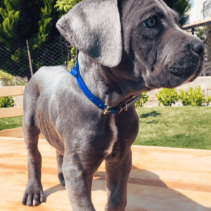 cane corso puppies for adoption near me