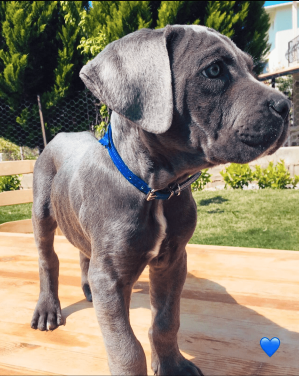 cane corso puppies for adoption near me