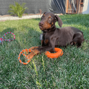 doberman pinscher puppies for adoption near me