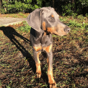 doberman pinscher puppies for adoption