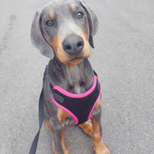 fawn doberman pinscher puppies for adoption