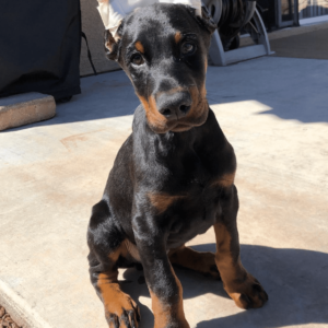 doberman pinscher for adoption near me