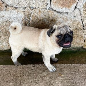 teacup pugs for adoption