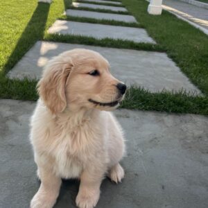 golden retriever puppy adoption near me