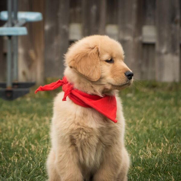 red golden retriever puppies for adoption