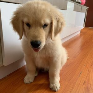 Golden Petriever Puppies for adoption near me