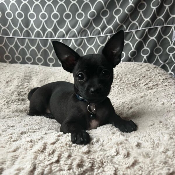 teacup chihuahua puppies for adoption