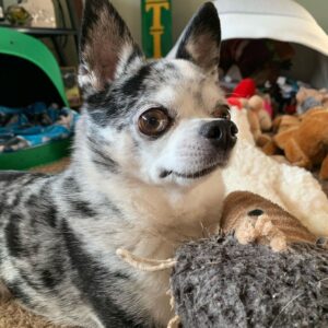 chihuahua for adoption