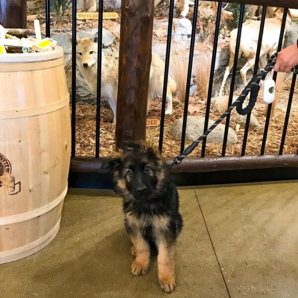 puppy german shepherd for adoption