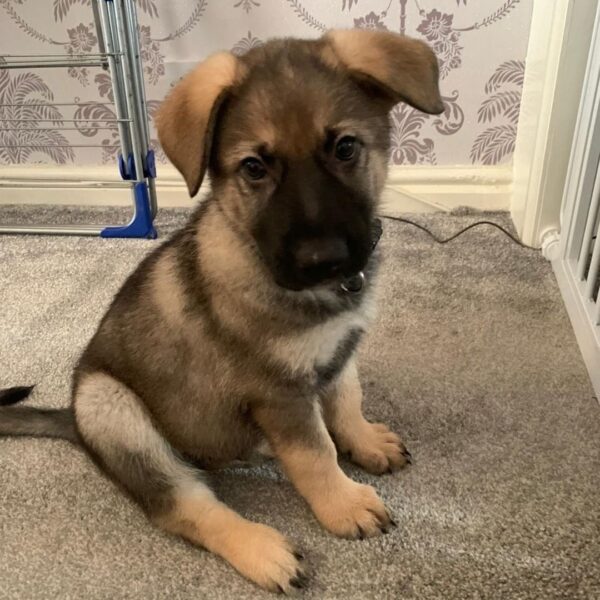 baby german shepherd puppies for adoption