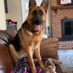 german shepherd for adoption