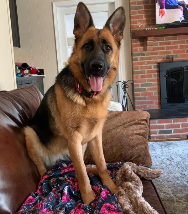 german shepherd for adoption