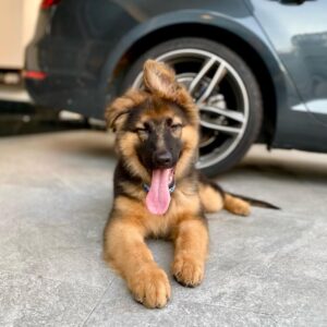 long haired german shepherd for adoption