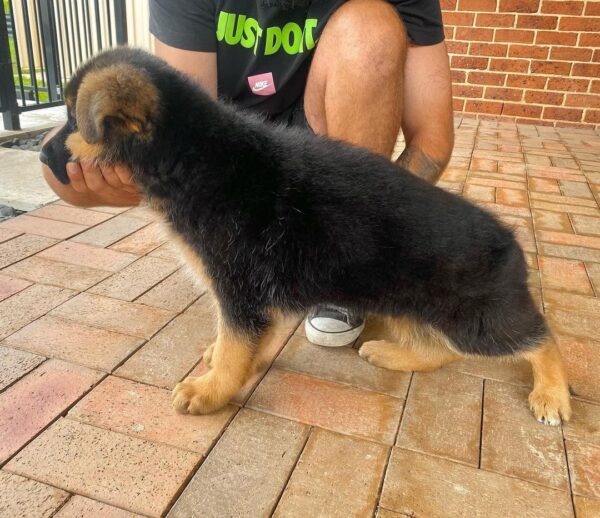 black german shepherd puppies for adoption