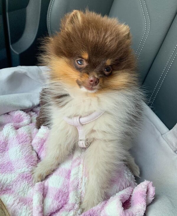 pomeranian puppies for adoption 35540