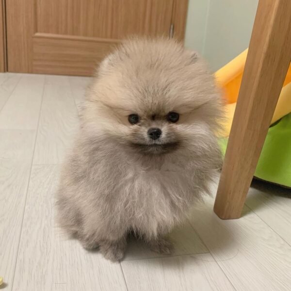 pomeranians puppies for adoption