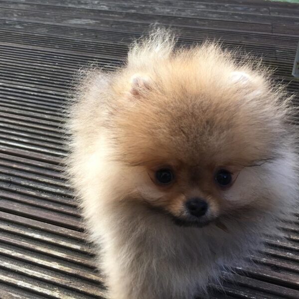 pomeranian puppies up for adoption