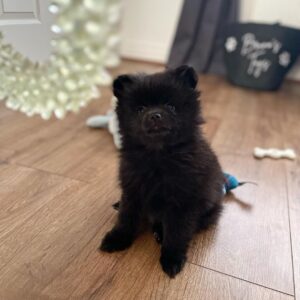 black pomeranian puppies for adoption teddy bear