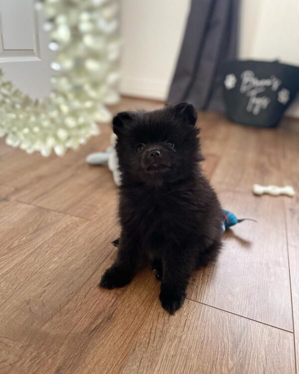 black pomeranian puppies for adoption teddy bear