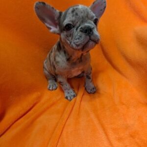 french bulldog puppy picture 64c63b89 6782 4186 a31f 0d3dcdfdb021