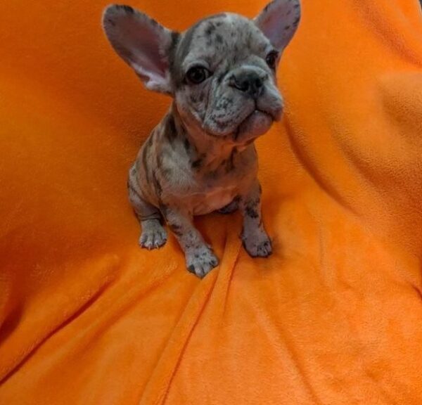 french bulldog puppy picture 64c63b89 6782 4186 a31f 0d3dcdfdb021