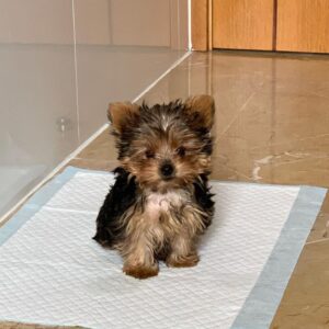 Teacup Yorkshire Terrier Adoption