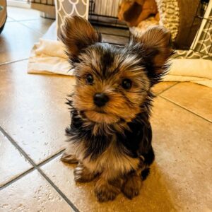 Teacup Yorkie puppy for adoption